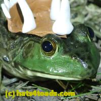 /home//u458753944/public_html/sourcegallery///Frogs/More bullfrogs/P7010210.JPG